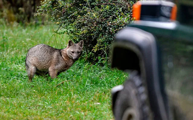 A crab-eating fox (Cerdocyon thous), also known as the forest fox, wood fox, or maikong, is seen in the wild in the municipality of Guasca, some 50 km from Bogota, on May 16, 2020. (Photo by Diana Sánchez/AFP Photo)