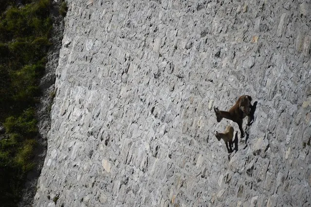 A female Alpine Ibex, a species of wild goat that lives in the mountains of the European Alps, licks stones on a vertical dam (up to 80°) at the lake Cingino, at 2200 m altitude, with her young, on September 22, 2014, near Antrona Piana. (Photo by Olivier Morin/AFP Photo)
