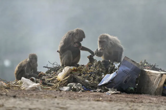 Monkeys forage for food at a garbage dump by the Jammu-Srinagar highway on the outskirts of Jammu, India, Friday, June 5, 2020. World Environment Day is marked annually on June 5. (Photo by Channi Anand/AP Photo)