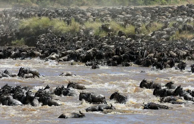 Wildebeests (connochaetes taurinus) cross the Mara river during their migration to the greener pastures, between the Maasai Mara game reserve and the open plains of the Serengeti, southwest of Kenya's capital Nairobi, August 15, 2016. (Photo by Thomas Mukoya/Reuters)