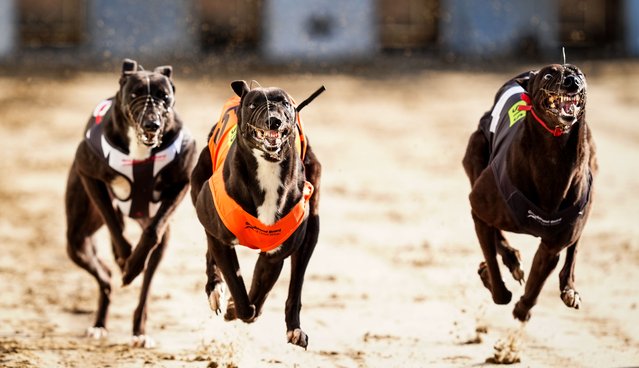 Greyhounds racing at Valley Greyhound Stadium in Ystrad Mynach, Caerphilly County Borough, Wales, UK on Thursday, March 13, 2025. Nestled between the Rhymney River and the A469 at Ystrad Mynach, four miles from the historic town of Caerphilly, a small but loyal band of followers have made their way to the Valley Greyhound Stadium for action woven into Wales' sporting fabric. (Photo by David Davies/PA Wire)