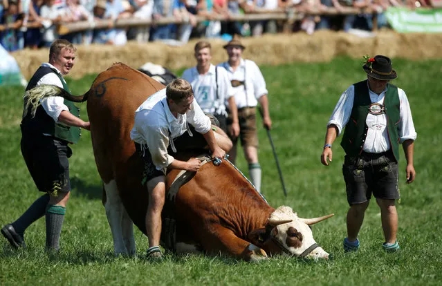 Farmer Franz Schaller rides on an ox caleld Napoleon during a traditional ox race in the southern Bavarian village of Muensing near Lake Starnberg, Germany August 28, 2016. (Photo by Michaela Rehle/Reuters)