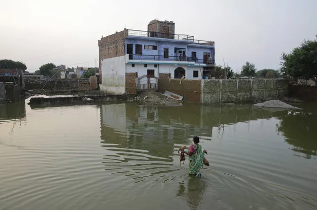 An Indian woman returns home carrying her roosters after flood waters receded in Allahabad, Uttar Pradesh state, India, Sunday, August 28, 2016. Flood water levels stabilized with rains ebbing over the past five days in this northern state, where 200,000 people had moved to relief centers after their homes were submerged. (Photo by Rajesh Kumar Singh/AP Photo)
