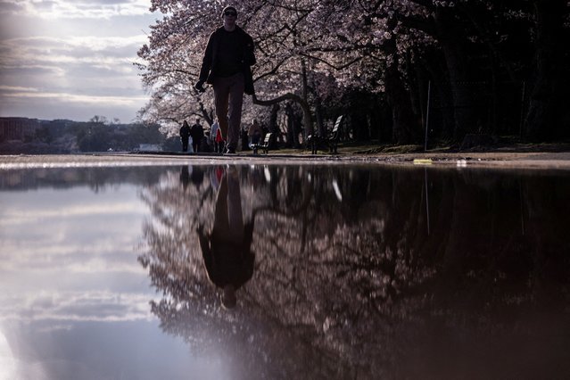 People walk past cherry blossoms along the Tidal Basin in Washington on March 26, 2025. (Photo by Carlos Barria/Reuters)