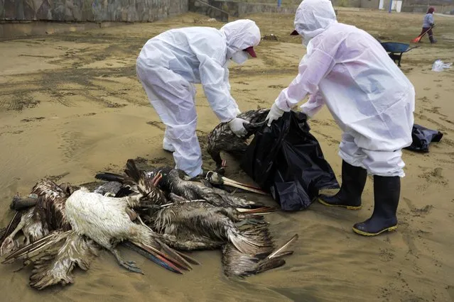 Municipal workers collect dead pelicans on Santa Maria beach in Lima, Peru, Tuesday, November 30, 2022. At least 13,000 birds have died so far in November along the Pacific of Peru from bird flu, according to The National Forest and Wildlife Service (Serfor) on Tuesday. (Photo by Guadalupe Pardo/AP Photo)