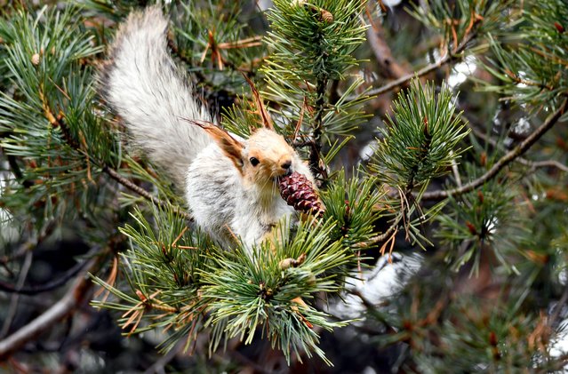 A red squirrel (Sciurus vulgaris) is seen crawling on tree branches in the Sarikamis district of Kars, Turkiye, on April 19, 2025. The district, located at an altitude of 2,200 meters and surrounded by yellow pine forests, is witnessing the first signs of spring as the snow begins to melt. (Photo by Huseyin Demirci /Anadolu via Getty Images)