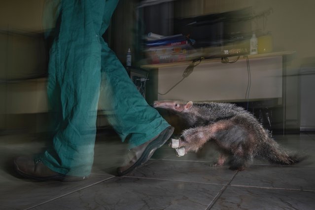 Young giant anteater undergoing rehabilitation, Brazil, 2024. When they are very young, giant anteaters depend on constant attention from caregivers, who often need to take the animals home overnight. This juvenile was found clinging to its mother who had been run over and it was the moment of the last feeding in the office of the day. After being fed, the animals are encouraged to walk around the facilities to exercise and develop their instincts. (Photo by Fernando Faciole)