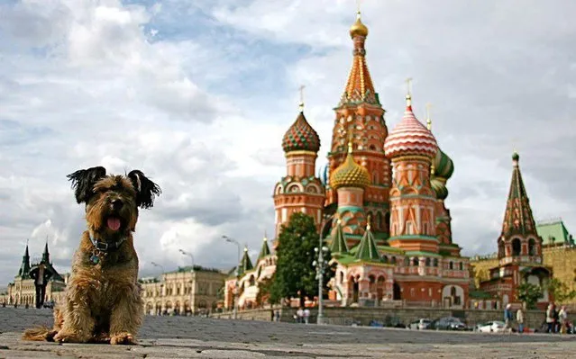 Oscar - The Traveller Dog