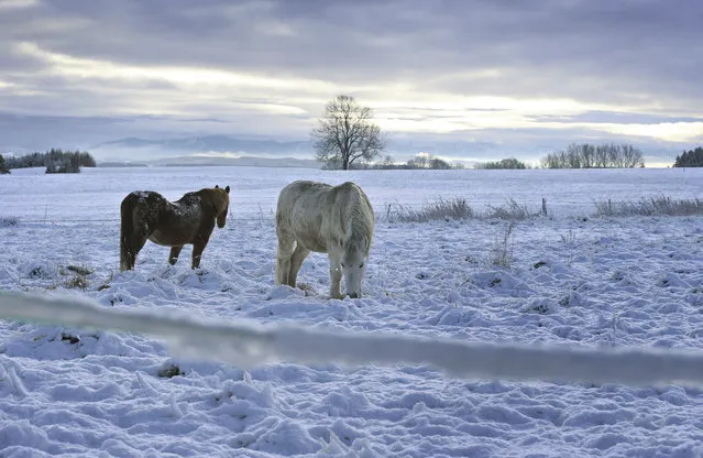 Two horses stand on a paddock in the freshly fallen snow in Kaufbeuren, southern Germany, Monday, December 7, 2020. (Photo by Karl-Josef Hildenbrand/dpa via AP Photo)
