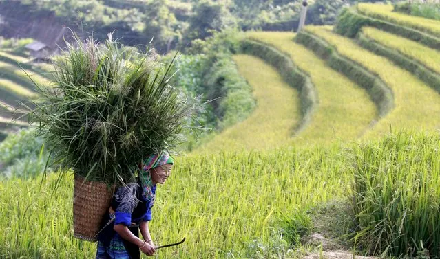 A Vietnamese woman of Hmong ethnic tribe carries a grass basket on a terraced rice paddy field during the harvest season in Mu Cang Chai, northwest of Hanoi October 3, 2015. (Photo by Reuters/Kham)