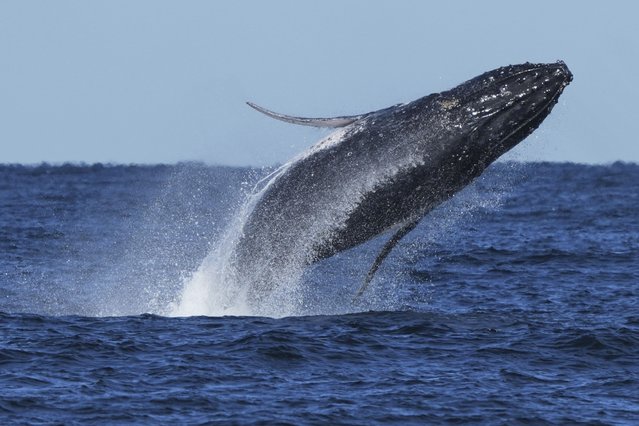 A humpback whale breaches off the coast of Port Stephens north of Sydney, Australia, Wednesday, June 18, 2025. (Photo by Mark Baker/AP Photo)