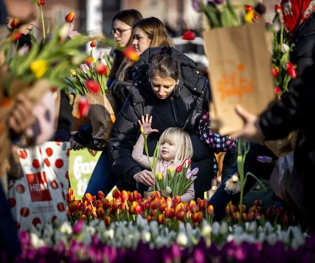 Visitors pick tulips in the picking garden on National Tulip Day in Amsterdam, Netherlands on January 21, 2023. (Photo by Hollandse Hoogte/Rex Features/Shutterstock)