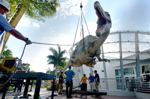 Workers from the South Florida Science Center and Aquarium and Imagine Exhibitions put together an animatronic spinosaurus outside the science center in West Palm Beach, Fla., Tuesday, October 27, 2015. The giant spinosaurus is part of the Dinosaurs Around the World exhibit, set to open on Nov. 1. (Photo by Maria Lorenzino/South Florida Sun-Sentinel via AP Photo)