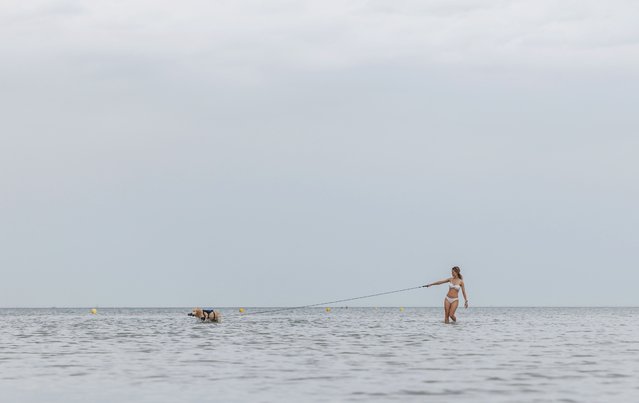 A girl and her dog wade out in the shallow sea at high tide on August 13, 2025 in Gravelines, France. (Photo by Dan Kitwood/Getty Images)