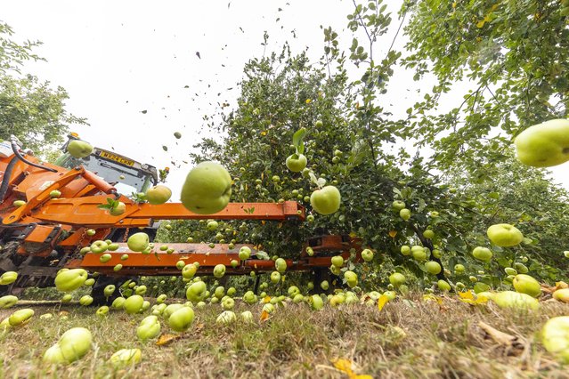 Apples are collected from an orchard in Somerset. UK for the cider company on August 20, 2025. Thatchers, marking its earliest harvest in more than 120 years thanks to a hot summer. (Photo by Brad Wakefield)