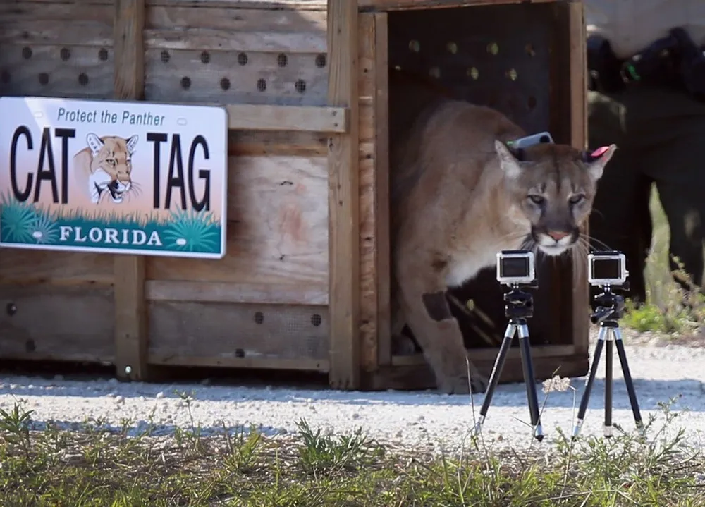 Florida Wildfire Biologists Release Panther into the Wild
