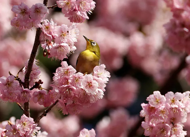 A white-eye bird is seen on an early-flowering cherry blossoms in full bloom at a park in Tokyo, Japan on March 1, 2023. (Photo by Issei Kato/Reuters)