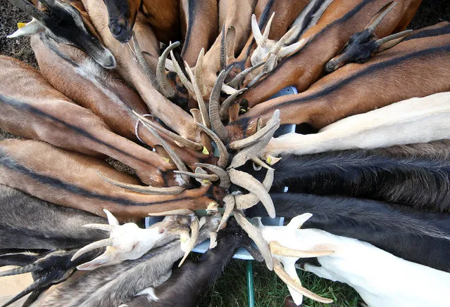 Goats eat at Gudeta's stable at Valle dei Mocheni near Trento, Italy on July 20, 2018. (Photo by Alessandro Bianchiethiopia/Reuters)
