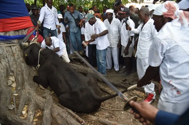 A bull is sacrificed during a voodoo ceremony in Souvenance, a suburb of Gonaives, 171km north of Port-au-Prince, on April 1, 2018. (Photo by Hector Retamal/AFP Photo)