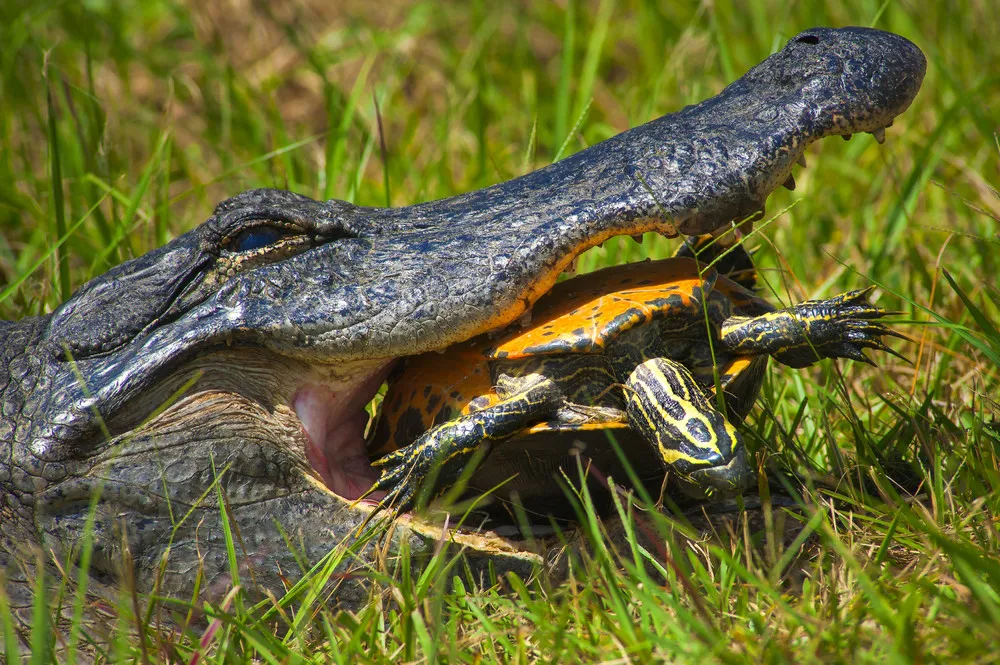The Alligator Ineffectually Trying to Crack the Turtles Tough Shell