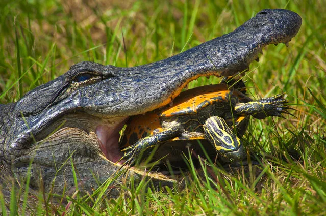 The alligator trying to crack the turtles tough shell
