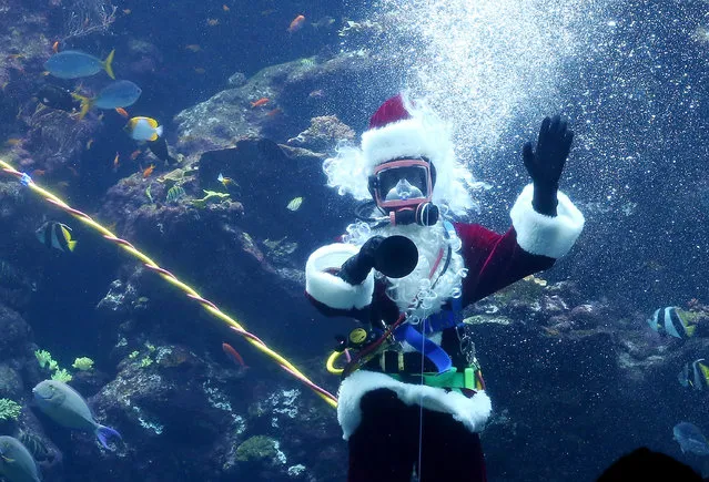 California Academy of Sciences assistant dive safety officer Mark Lane wears a Santa Claus costume as he dives in the Academy's Philippine Coral Reef tank on December 17, 2014 in San Francisco, California. The California Academy of Sciences Coral Reef Dive program featured a special appearance by Scuba Santa as part of a holiday program. (Photo by Justin Sullivan/Getty Images)