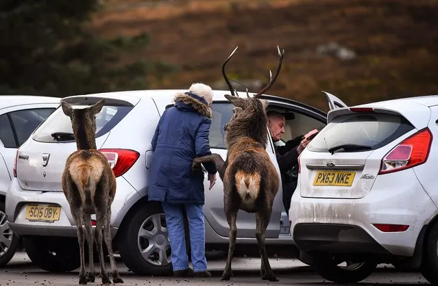 A red deer lifts its hoof towards a member of the public as they enter their car in the Highlands on November 26, 2020 in Glen Coe, Scotland. Britain’s largest wild animal, The Red Deer, roam on open moorlands around the country during the summer and move to lower ground into forests and wood for shelter during the harsh Scottish winters. (Photo by Jeff J. Mitchell/Getty Images)