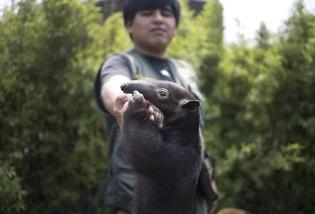A zoo vet plays with a 3-year-old tamandua anteater, at the Huachipa Zoo, on the outskirts of Lima, Peru, Wednesday, October 19, 2016. The zoo presented on Wednesday three anteater species: giant bears, tamanduas, and pygmies also know as silky anteaters, during an event to promote their pair of silky anteaters, who just turned 11 years old. The zoo is preparing a breeding program of this rare species, that does not exceed 13 cm. (Photo by Martin Mejia/AP Photo)