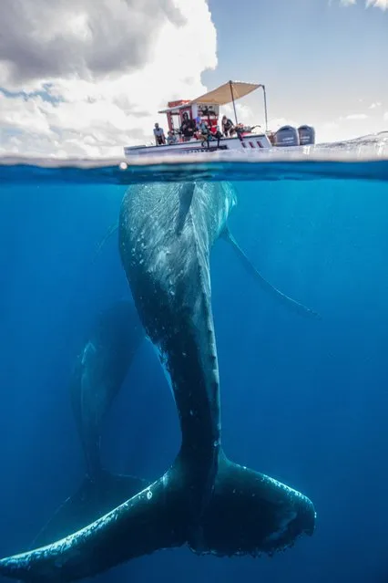 A whale is spotted beneath the water by tourists who look on from a boat, hoping to swim with them in June 2022. The mother humpback was spotted resting on the water surface first with her baby nearby in the sea surrounding the Ha’apai islands in Tonga. (Photo by Erez Beatus/Solent News & Photo Agency)