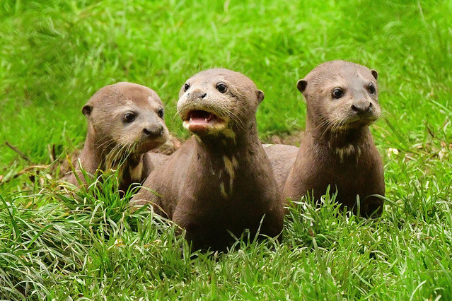 Three baby giant otter cubs are causing a splash at an English wildlife park on October 21, 2025 as they give a much-needed boost to their critically endangered species. The babies born at New Forest Wildlife Park mean it now has the largest captive population of giant otters anywhere in the world. (Photo by HelenPinchin/Bournemouth News)