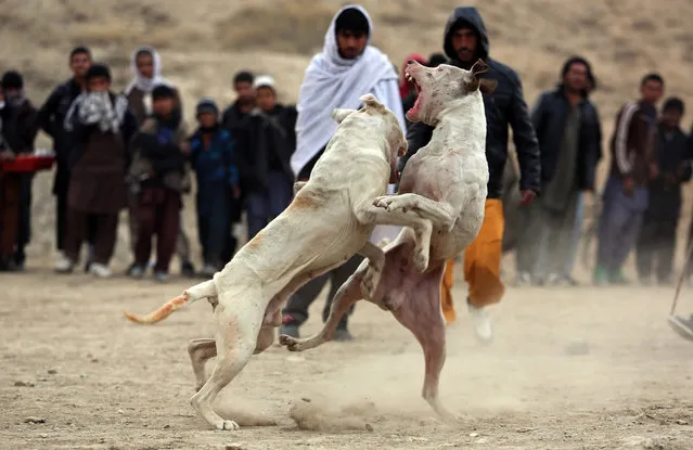 Afghan men watch dogfighting in Kabul, Afghanistan, Friday, January 2, 2015. Dogfighting is a popular form of entertainment during the winter season in Afghanistan as public matches are held every Friday, which is the official weekly holiday in the country. Dogs do not fight until death but rather until one dog pins another, or one of the fighters runs away. (Photo by Rahmat Gul/AP Photo)