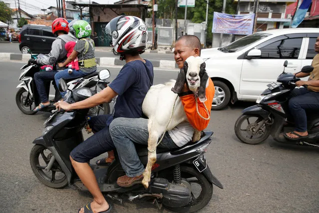 Men deliver a goat to a customer for the upcoming Muslim Eid Al-Adha holiday in Jakarta, Indonesia September 11, 2016. (Photo by Darren Whiteside/Reuters)