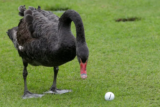 Golf, WGC-HSBC Champions Golf Tournament, Shanghai, China on October 28, 2016. A swan looks at a ball hit by Branden Grace of South Africa. (Photo by Aly Song/Reuters)