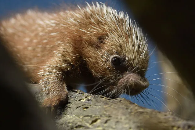 A baby Coendou porcupine born on 07 November 2015 makes its way down a tree branch in its enclosure at the zoo in Frankfurt am Main, Germany, 03 December 2015. Coendou procupines are nocturnal rodents related to porcupines and guinea pigs and native to the rain forests of Central and South America as well as Trinidad. (Photo by Arne Dedert/DPA via ZUMA Press)