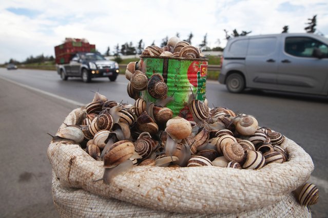 Snails are displayed to be sold on the side of a highway, in Sousse, Tunisia, March 27, 2025. (Photo by Ons Abid/AP Photo)