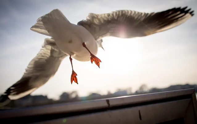 A seagull flies into the low sun over the river Main in Frankfurt, Germany, 30 November 2016. (Photo by Frank Rumpenhorst/DPA)