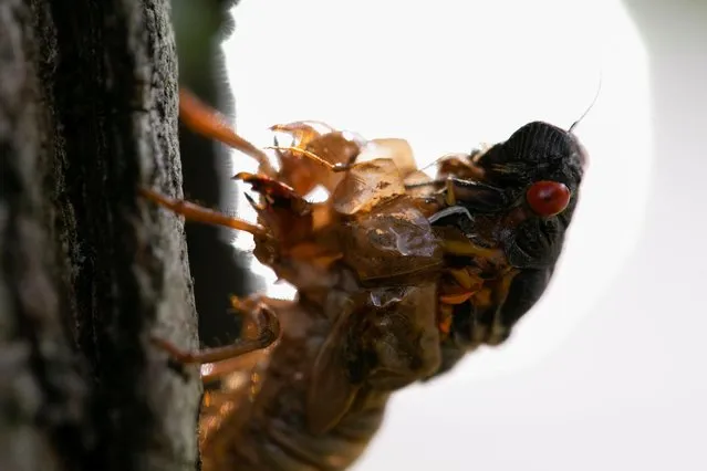 An adult cicada emerges out of its shell, as Brood X or Brood 10 cicadas have begun emerging from the earth after 17 years, in Louisville, Kentucky, U.S., May 20, 2021. (Photo by Amira Karaoud/Reuters)