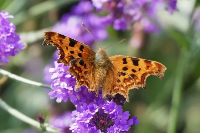 A comma butterfly rests on slender verbena flowers in Berkshire, Taplow, United Kingdom on September 15, 2021. (Photo by Geoffrey Swaine/Rex Features/Shutterstock)