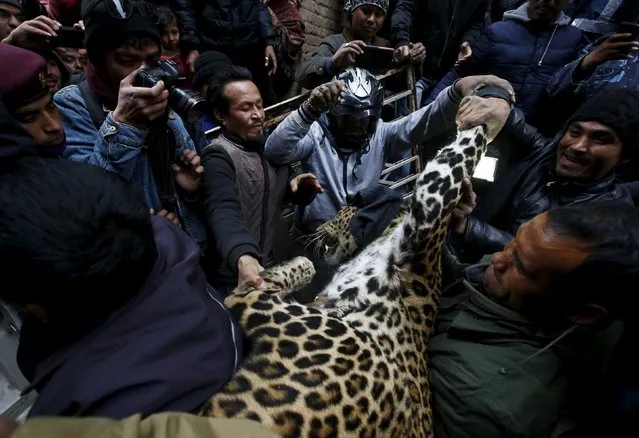 A tranquilized wild leopard is carried out from a house where it was trapped after injuring a person at Kritipur in Kathmandu, Nepal, January 22, 2016. (Photo by Navesh Chitrakar/Reuters)