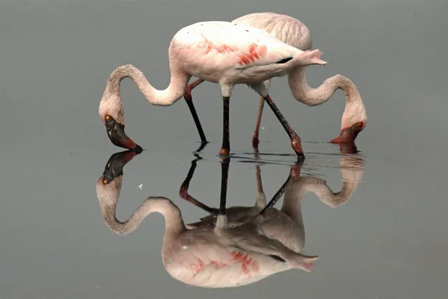 Two flamingoes create a four point reflection. (Photo by Vishwanath Madhukar Shinde/Caters News Agency)