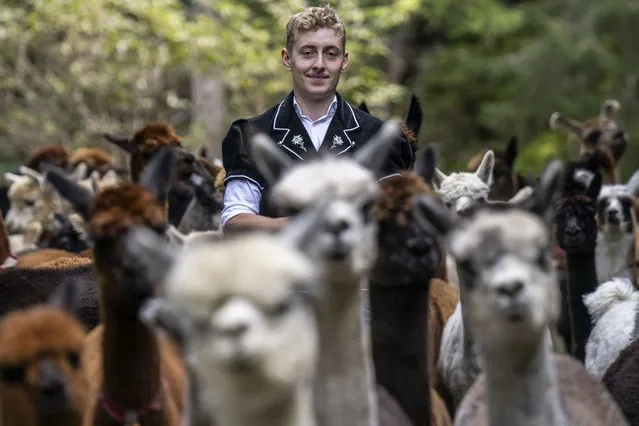 Rico Luginbuehl drives 77 alpacas and llamas during the “Alpabzug” from the Griesalp area back into the valley in Kiental, Switzerland, 30 September 2023. In Autumn, the alpacas and llamas descend from the alpine pastures to lower grounds. (Photo by Peter Schneider/EPA)
