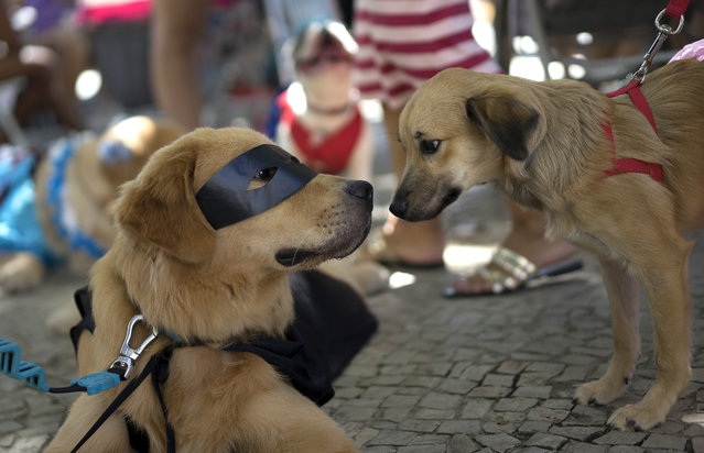 A masked dog interacts with another dog at a carnival pet parade in Rio de Janeiro, Brazil, Sunday, January 31, 2016. (Photo by Leo Correa/AP Photo)