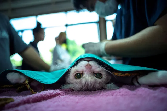 A stray cat is sedated as it prepares before sterilization at a temple in Samut Prakan on the outskirts of Bangkok, Thailand on July 20, 2022. (Photo by Athit Perawongmetha/Reuters)