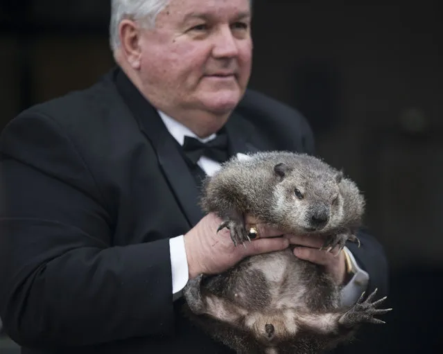 Inner Circle President Bill Deeley shows Punxsutawney Phil to tourists a day before Groundhog Day in Punxsutawney, Pa., on Monday, February 1, 2016. Members of the Inner Circle planned to reveal their forecast at sunrise Tuesday. A German legend says that if a furry rodent sees his shadow on Feb. 2, winter will last an additional six weeks. If not, spring comes early. In reality, Phil's “prediction” is decided ahead of time by the group. (Photo by Mark Pynes/PennLive.com via AP Photo)