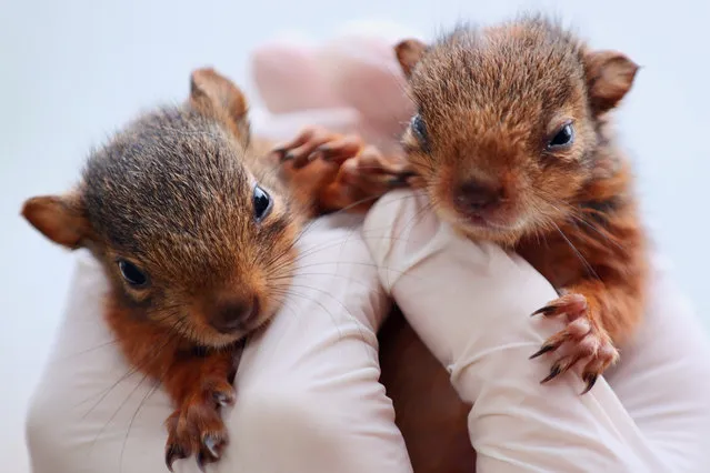 Baby squirrels, which lost their mother, are seen in Duzce, Turkiye on October 17, 2023. Baby squirrels taken under protection by the Duzce Department of Nature Conservation and National Parks teams after their mother was found dead. (Photo by Omer Urer/Anadolu via Getty Images)