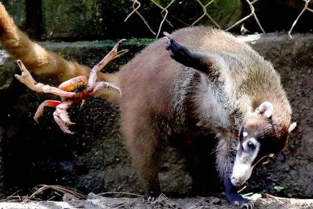 A coati throws a crab that was in its cage at the Rosy Walther Zoo in Tegucigalpa, Honduras, 06 July 2021. (Photo by Gustavo Amador/EPA/EFE)