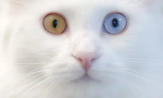 A Van cat, with two different eye color, is seen at Van Cat Research Center of Yuzuncuyil University in Van, Turkey on December 5, 2018 in Van, Turkey. Van cats can be categorized according to the color of their eyes and their fur. While some feature mismatched eyes, with one blue and the other amber, others have two blue or amber eyes. Also, while some have completely white fur, others have a dash of brown above their ears, head, or on their body. Citys most important living cultural heritage's population increase 15 % all the year round (Photo by Ozkan Bilgin/Anadolu Agency/Getty Images)