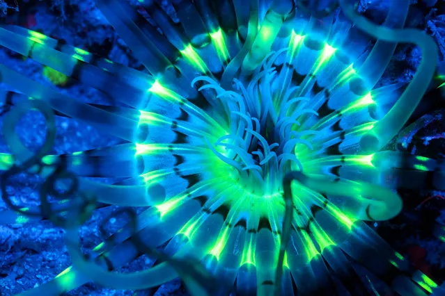 Neon sea creatures have been captured lighting up the ocean with their vibrant colors – in what looked like a scene from Avatar. Photographer Simon Pierce, 39, took the images over several months after visiting both Nosy Sakatia in Madagascar and Mafia Island in Tanzania recently. He was thrilled to spot the biofluorescence creatures – which produce their own light – he managed to capture, including fireflies and glow worms. Simon, who is also a marine biologist, from New Plymouth, New Zealand, said: “I felt like I was in the film Avatar capturing these images. I wanted to capture a phenomena called biofluorescence”. (Photo by Simon Pierce/Caters News Agency)