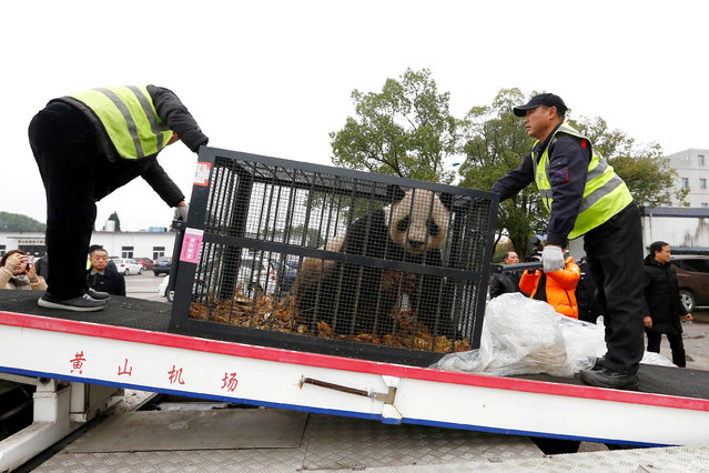 Staff members carry cages with the Giant pandas “Hualong” and “Huihui” from Sichuan's China Conservation and Research Center for the Giant Panda at a panda theme park in Huangshan city, east China's Anhui province on December 20, 2018. (Photo by Imaginechina/Rex Fatures/Shutterstock)