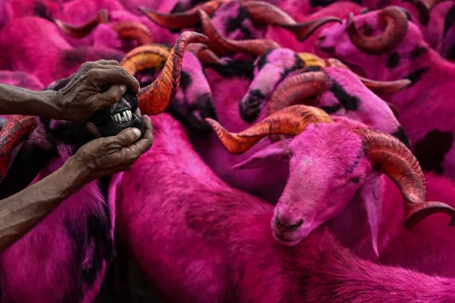 Sacrificial animals are sold ahead of the Muslim festival of Eid al-Adha at a ground in Chennai on July 17, 2021. (Photo by Arun Sankar/AFP Photo)